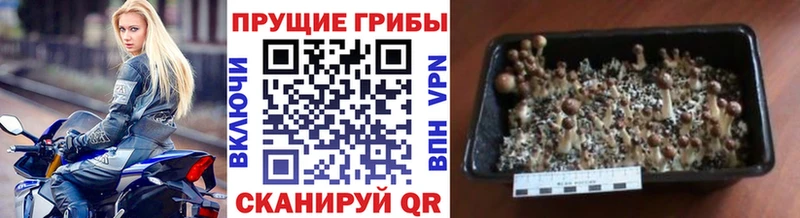 Галлюциногенные грибы Psilocybine cubensis Новочеркасск